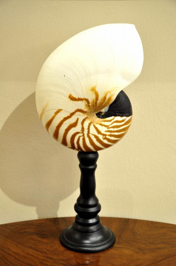 Important Nautilus On Wooden Stand Black , More Informations...