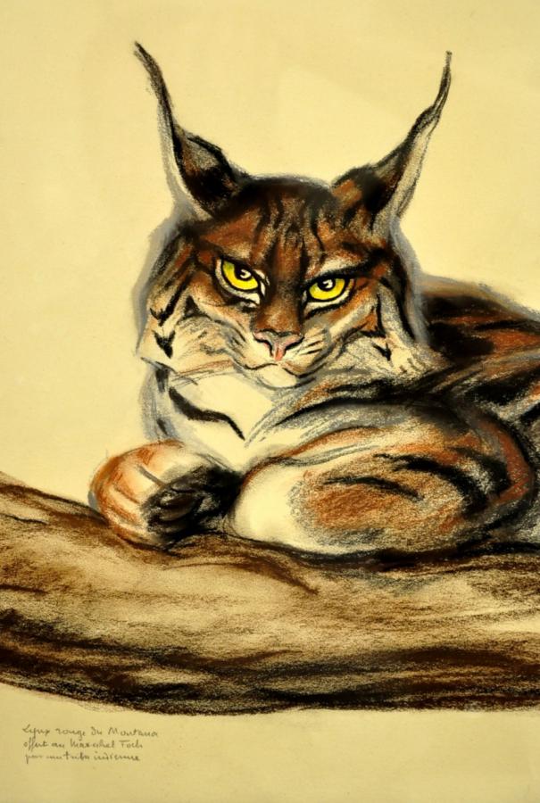 AndrÃ© Margat Dessin Pastel Lynx Rouge Du Montana Art DÃ©co 1929 , Plus d'infos...