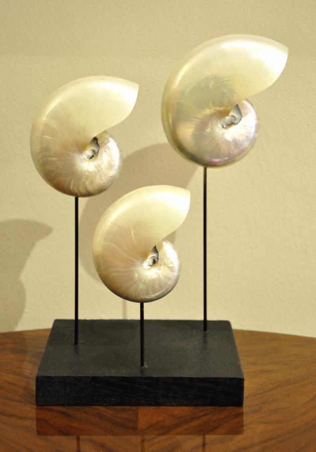 Set Of 3 Nautilus On Wood Stand Black , More Informations...